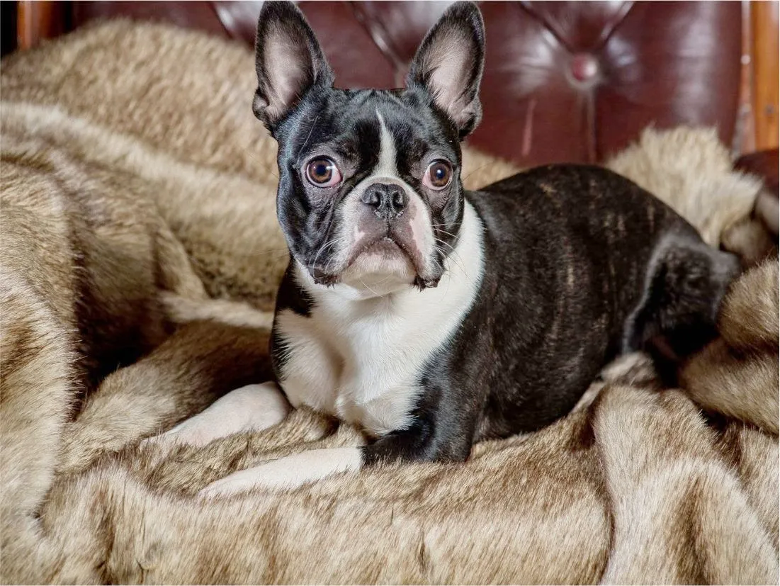 Faux Fur Dog Blankets