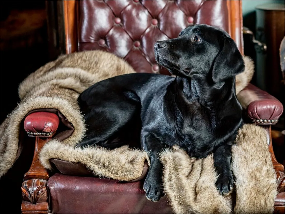 Faux Fur Dog Blankets