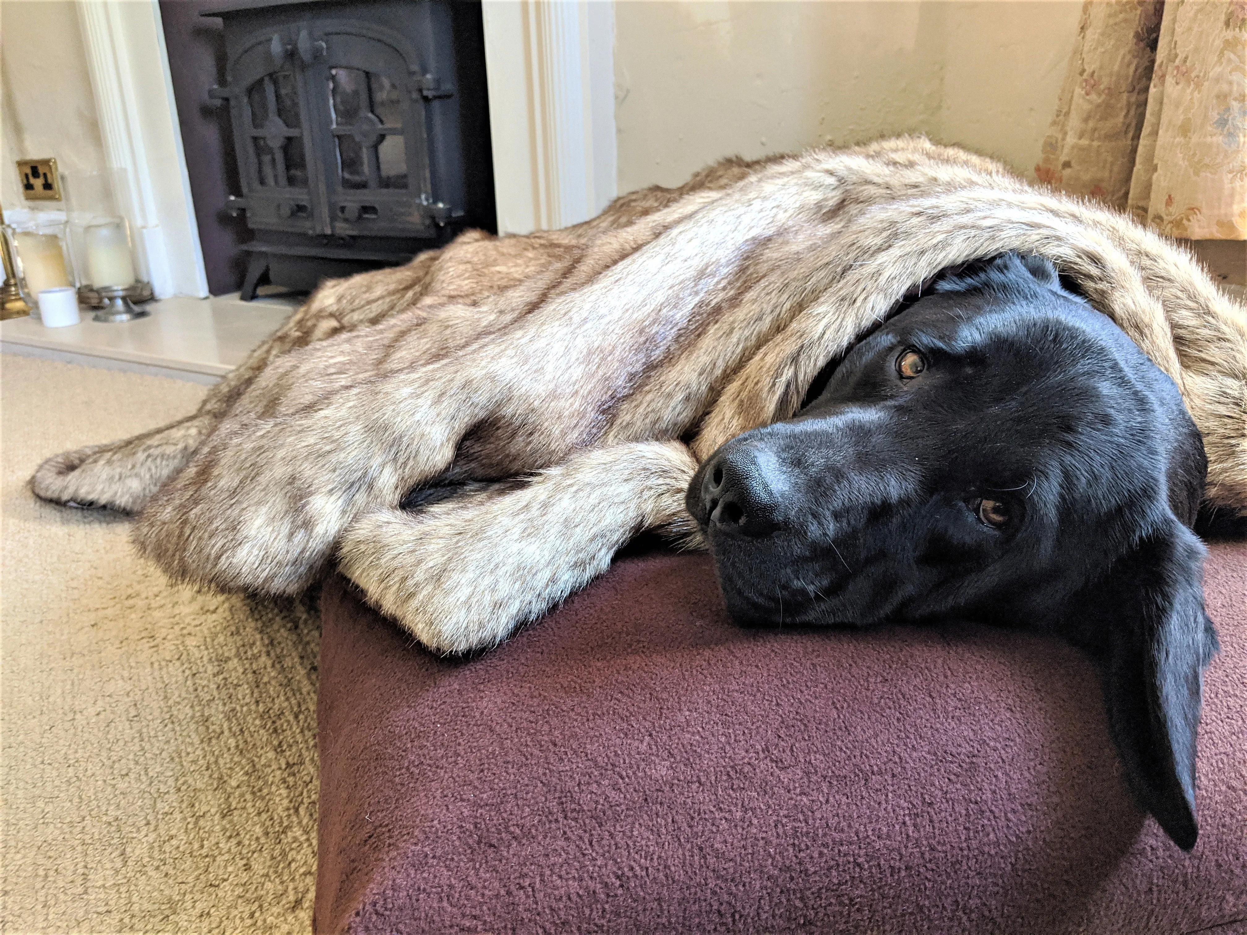 Faux Fur Dog Blankets