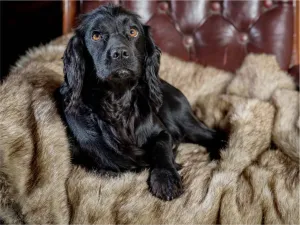 Faux Fur Dog Blankets